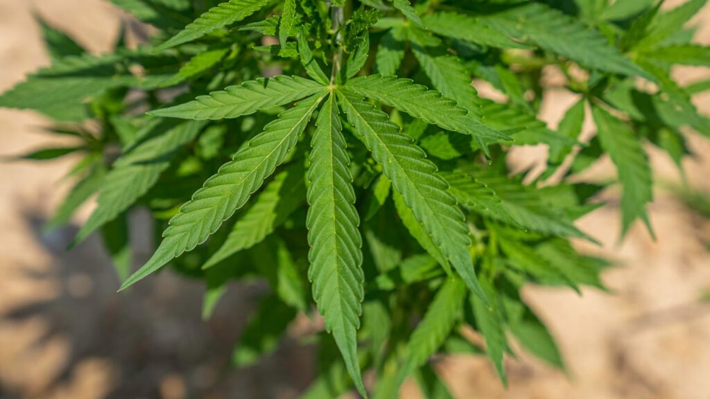 Cannabis Backlink Packages in 2026 What's Actually Inside the Ones That Work