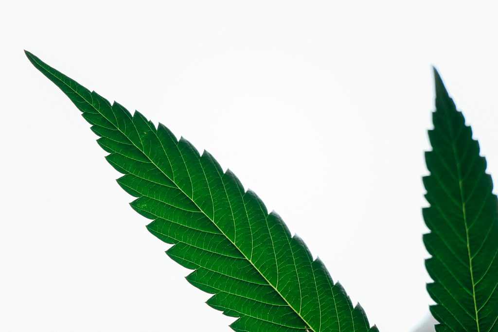 Cannabis leaf
