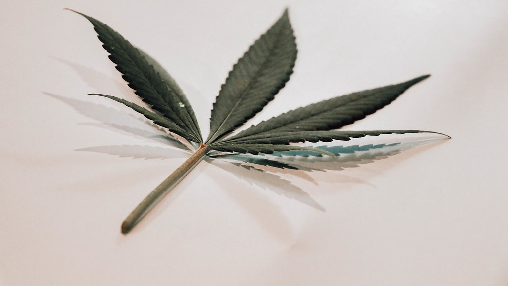 Cannabis leaf