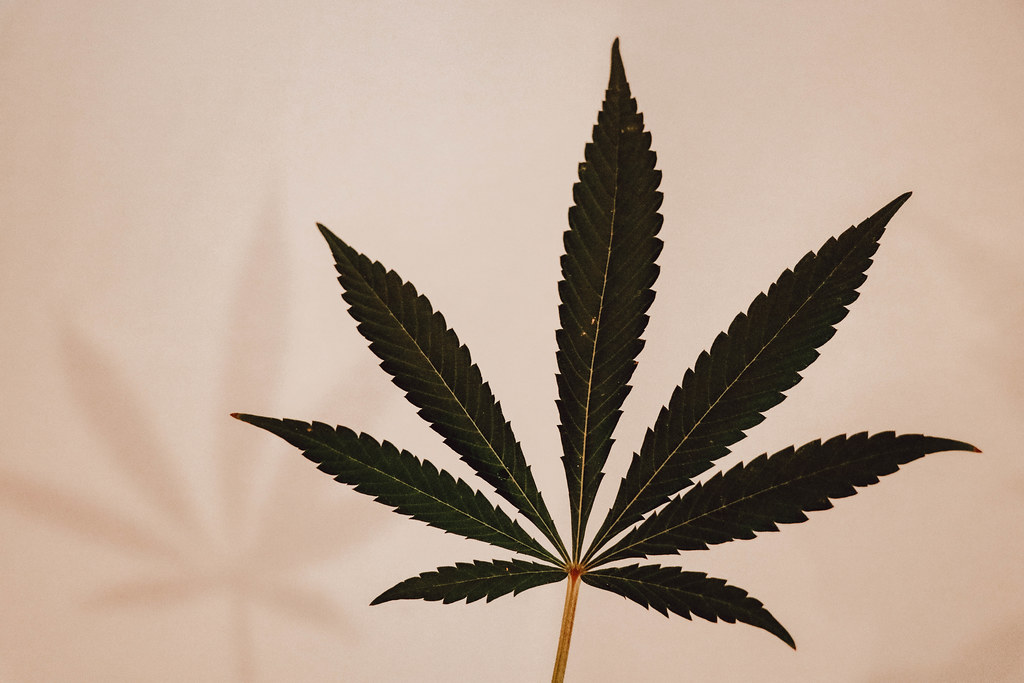 Cannabis leaf